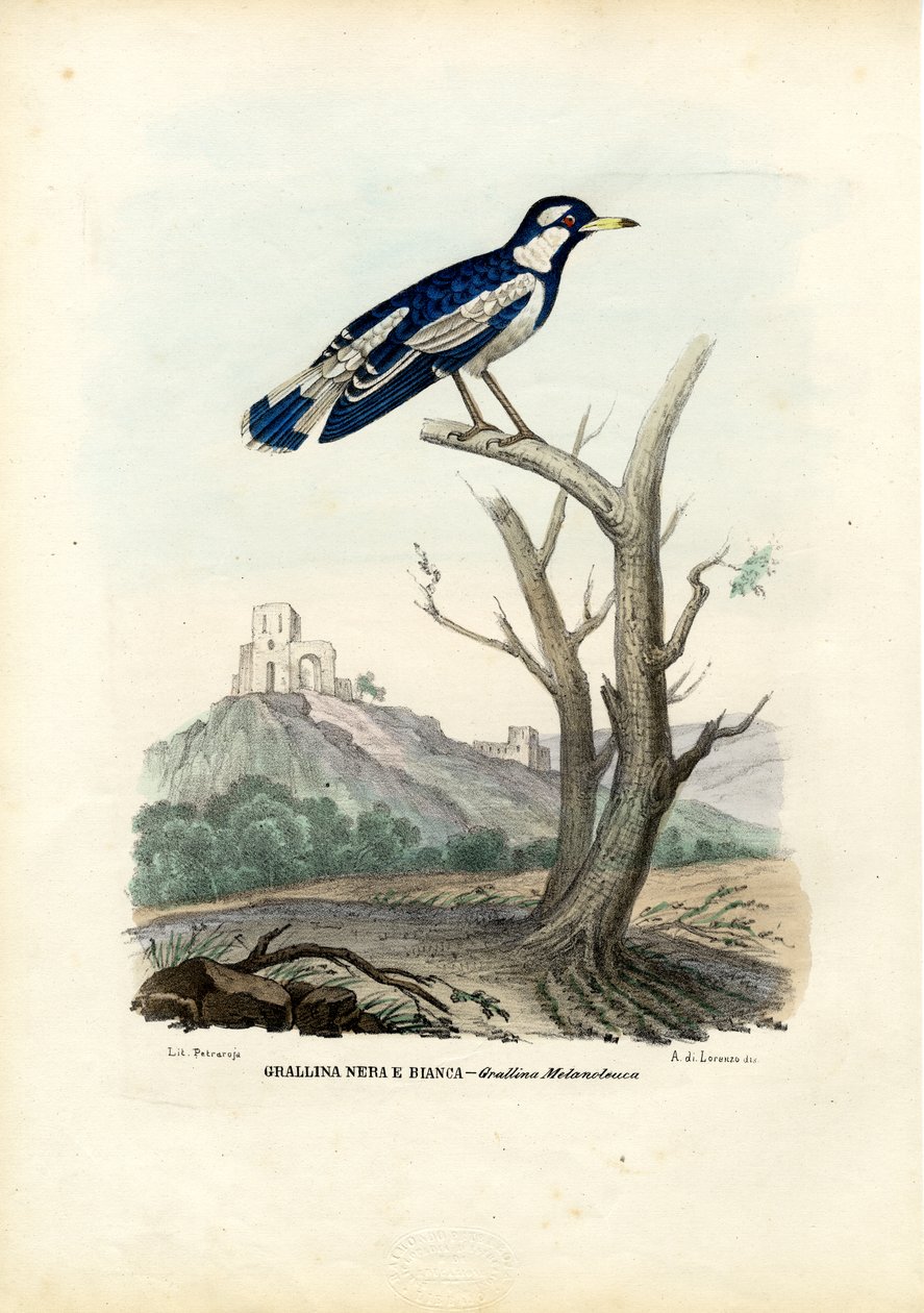 Szarka-Pacsirta, 1863-79 alkotó: Raimundo Petraroja