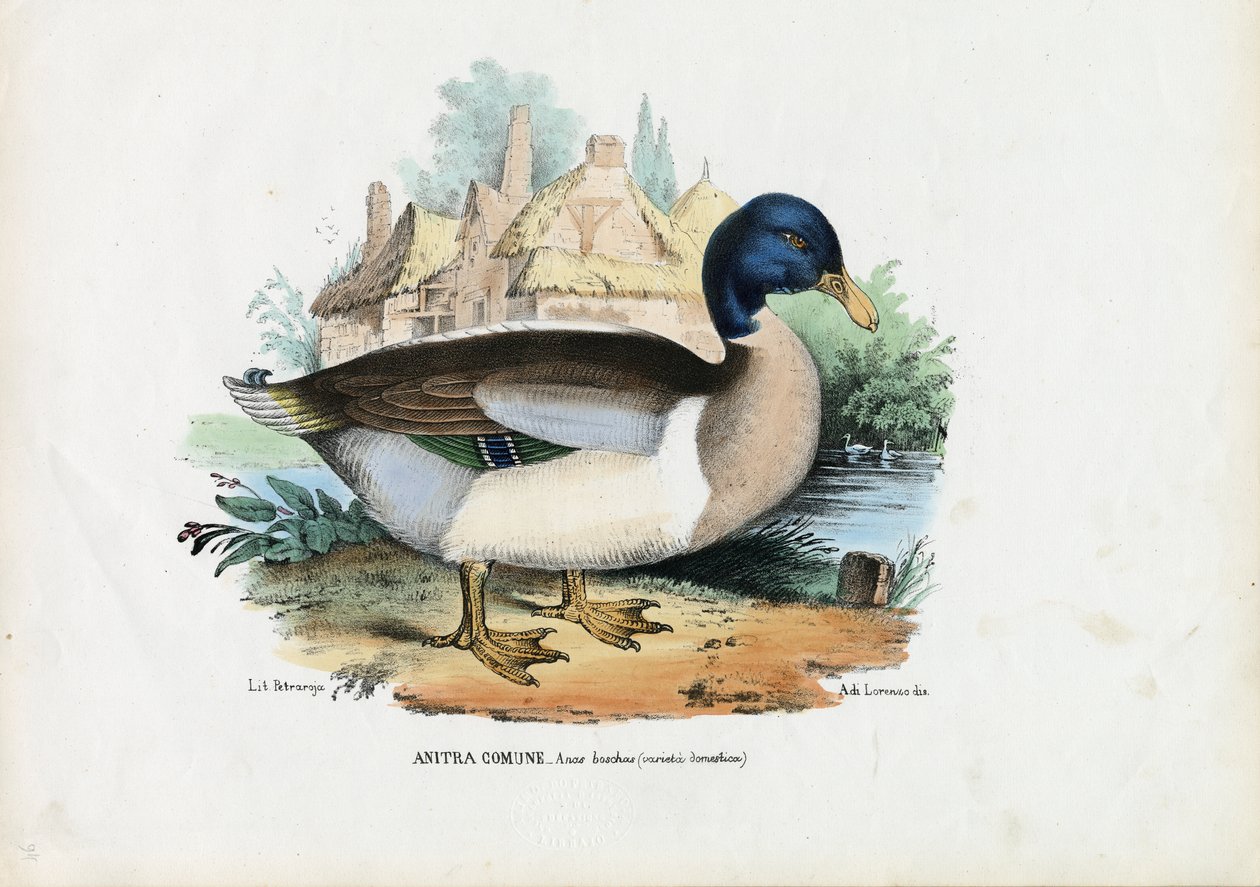 Tőkés réce, 1863-79 alkotó: Raimundo Petraroja