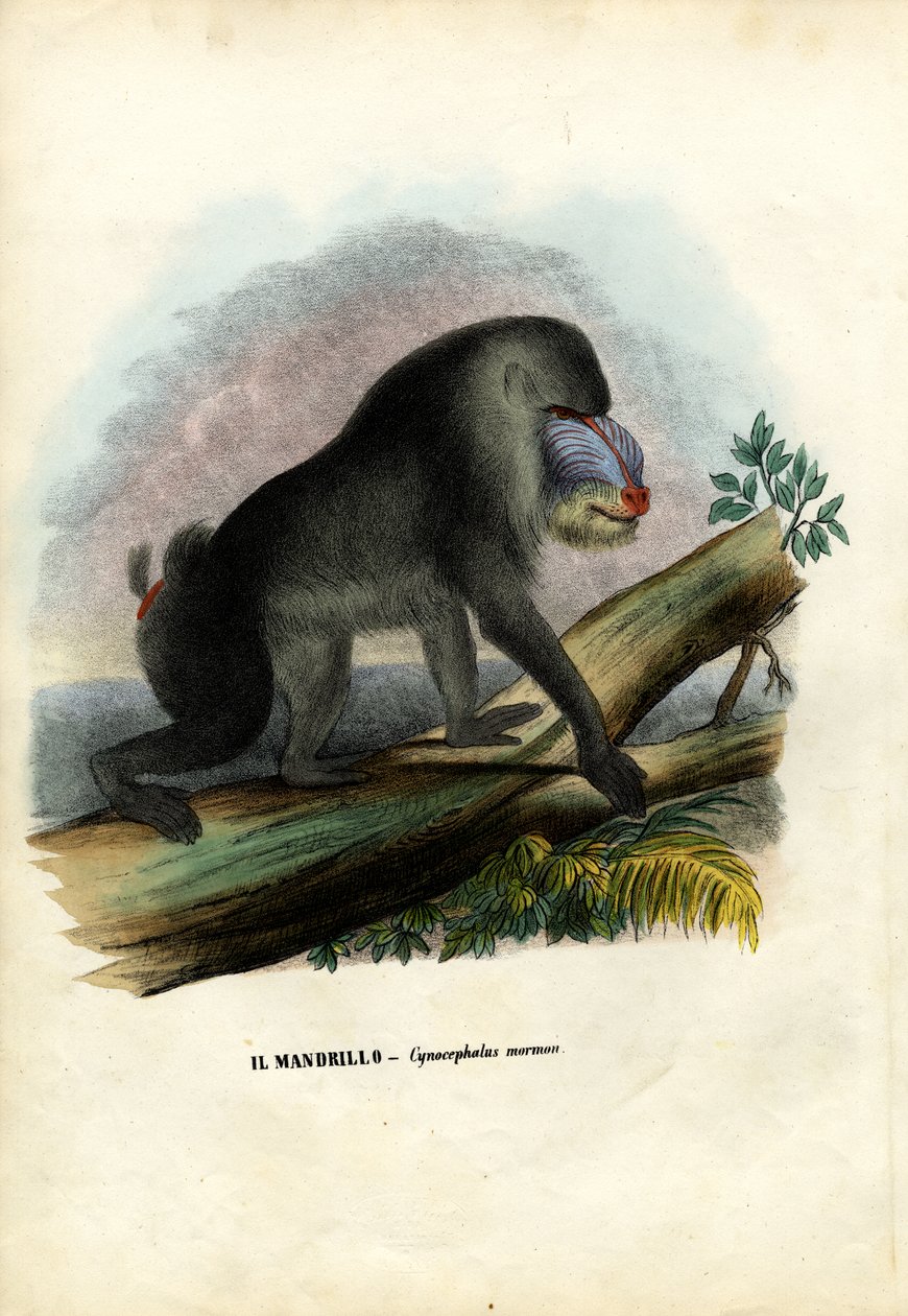 Mandrill, 1863-79 alkotó: Raimundo Petraroja