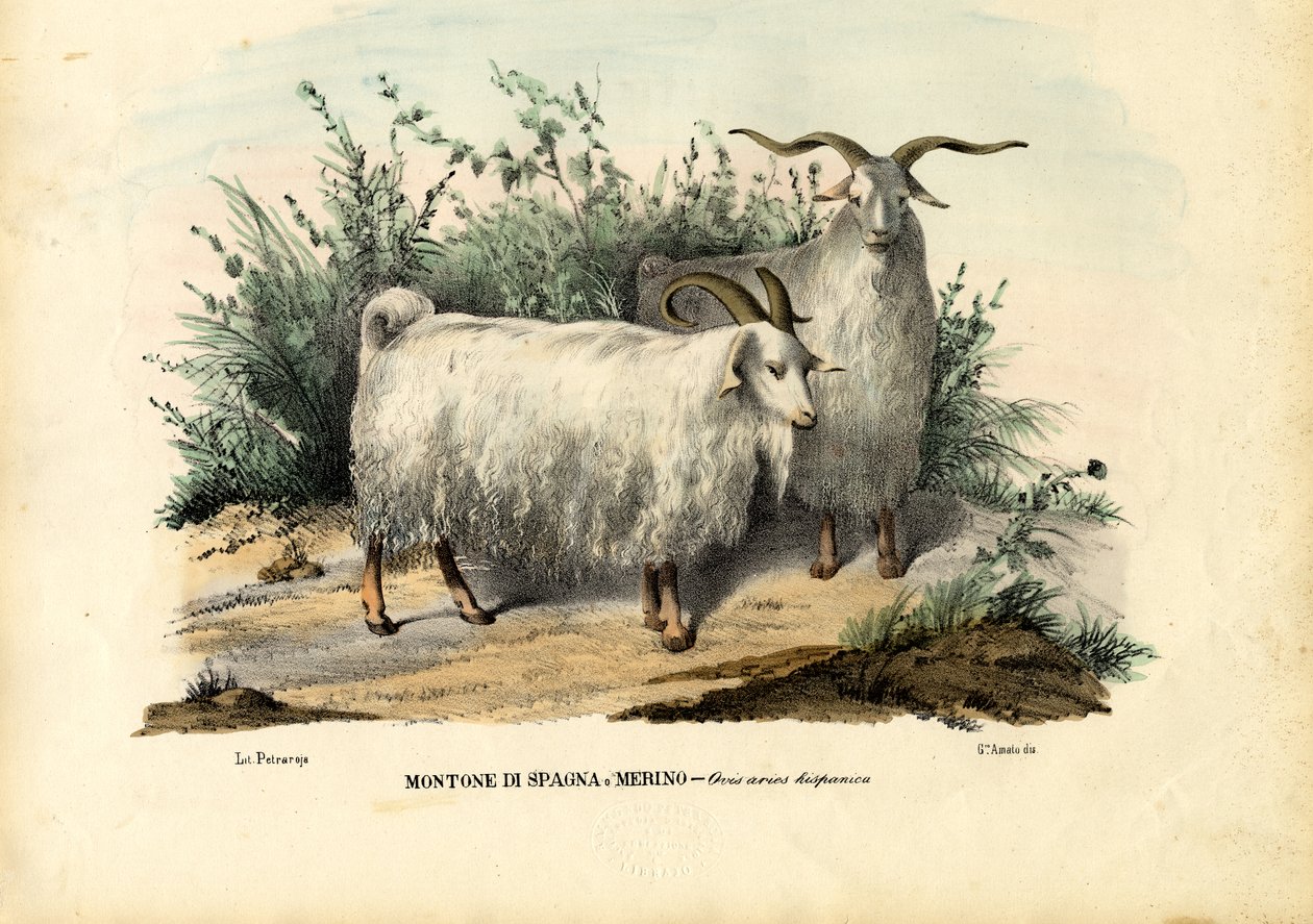 Merinó bárány, 1863-79 alkotó: Raimundo Petraroja