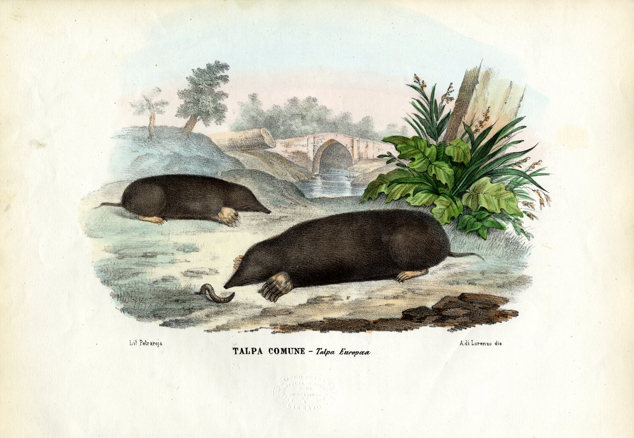 Mole, 1863-79 alkotó: Raimundo Petraroja