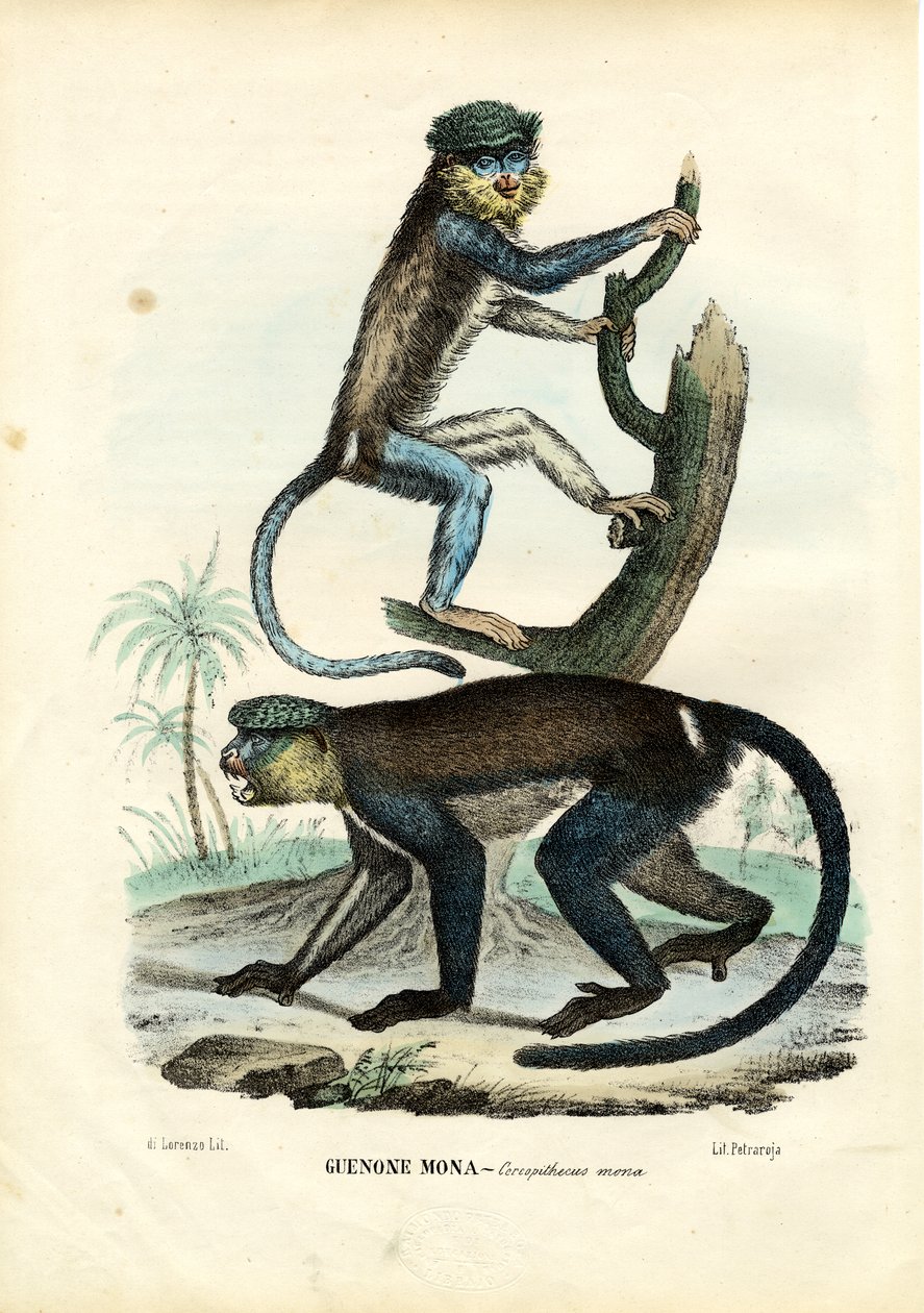 Mona Monkey, 1863-79 alkotó: Raimundo Petraroja