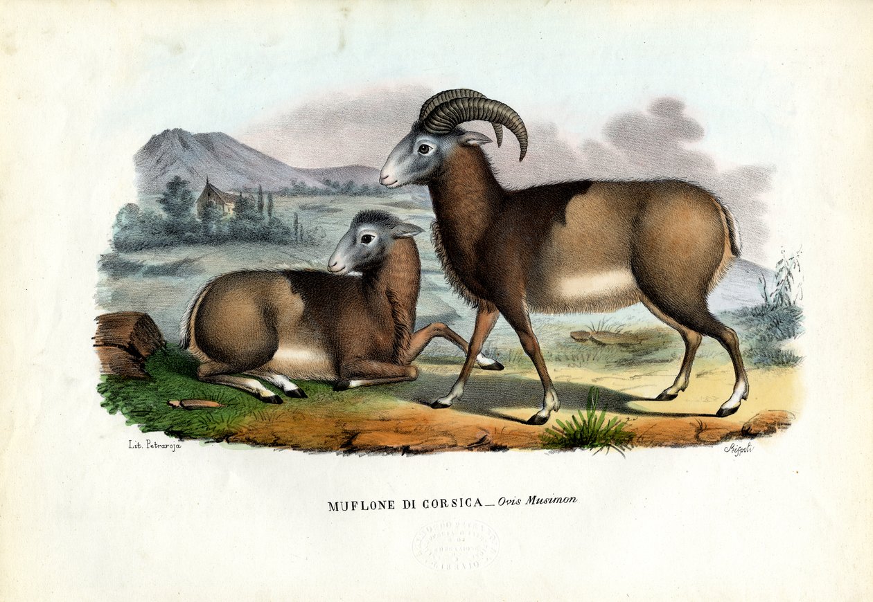 Muflon, 1863-79 alkotó: Raimundo Petraroja
