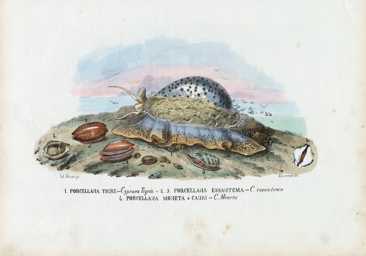 Kagyló, 1863-79 alkotó: Raimundo Petraroja