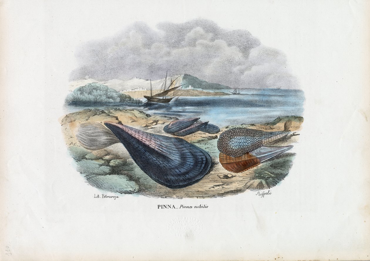 Kagylók, 1863-79 alkotó: Raimundo Petraroja