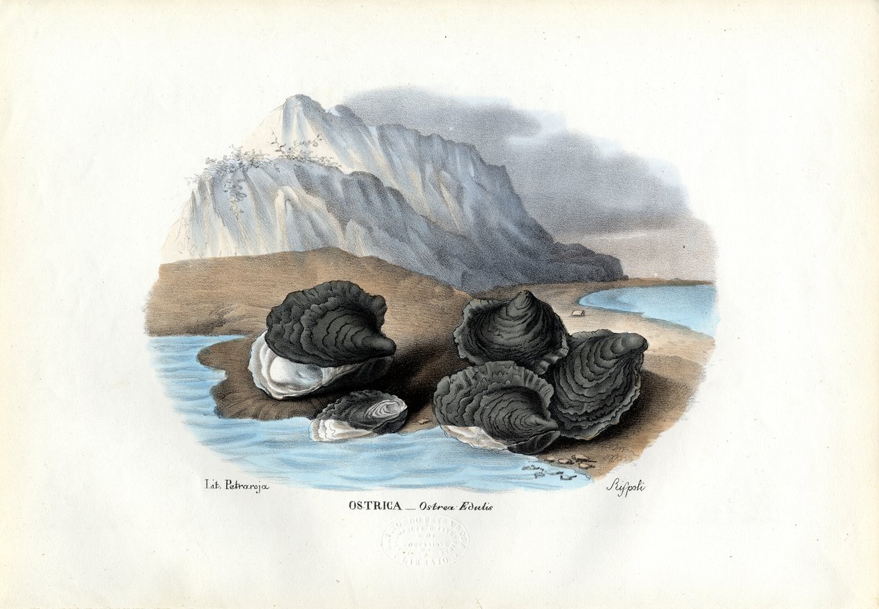 Kagyló, 1863-79 alkotó: Raimundo Petraroja