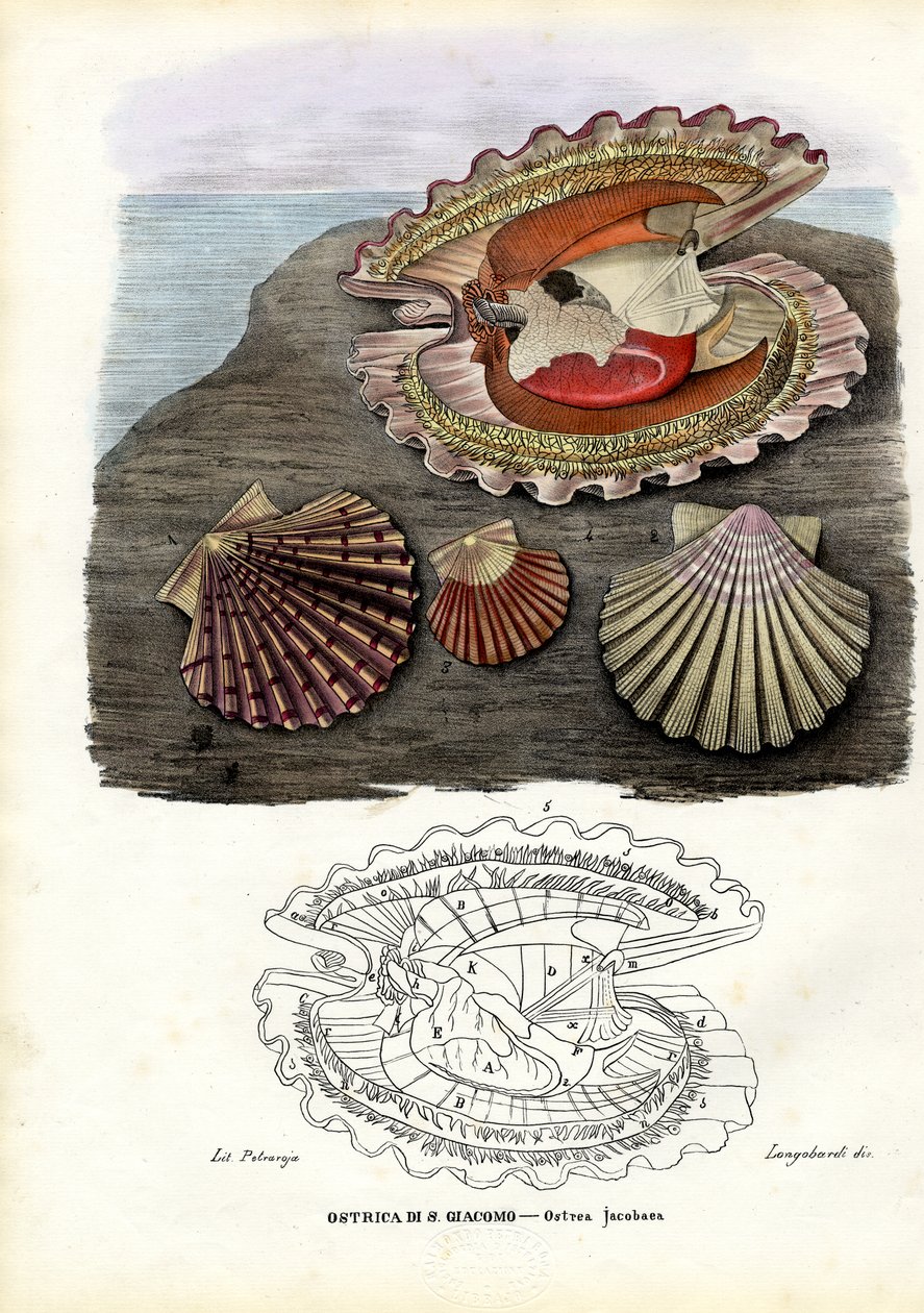 Kagyló, 1863-79 alkotó: Raimundo Petraroja