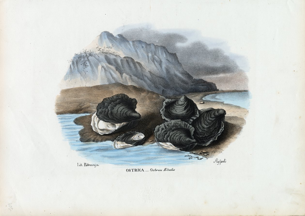 Kagyló, 1863-79 alkotó: Raimundo Petraroja