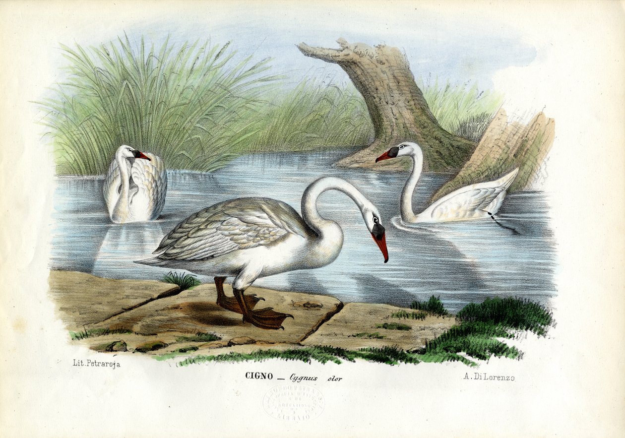 bütykös hattyú, 1863-79 alkotó: Raimundo Petraroja