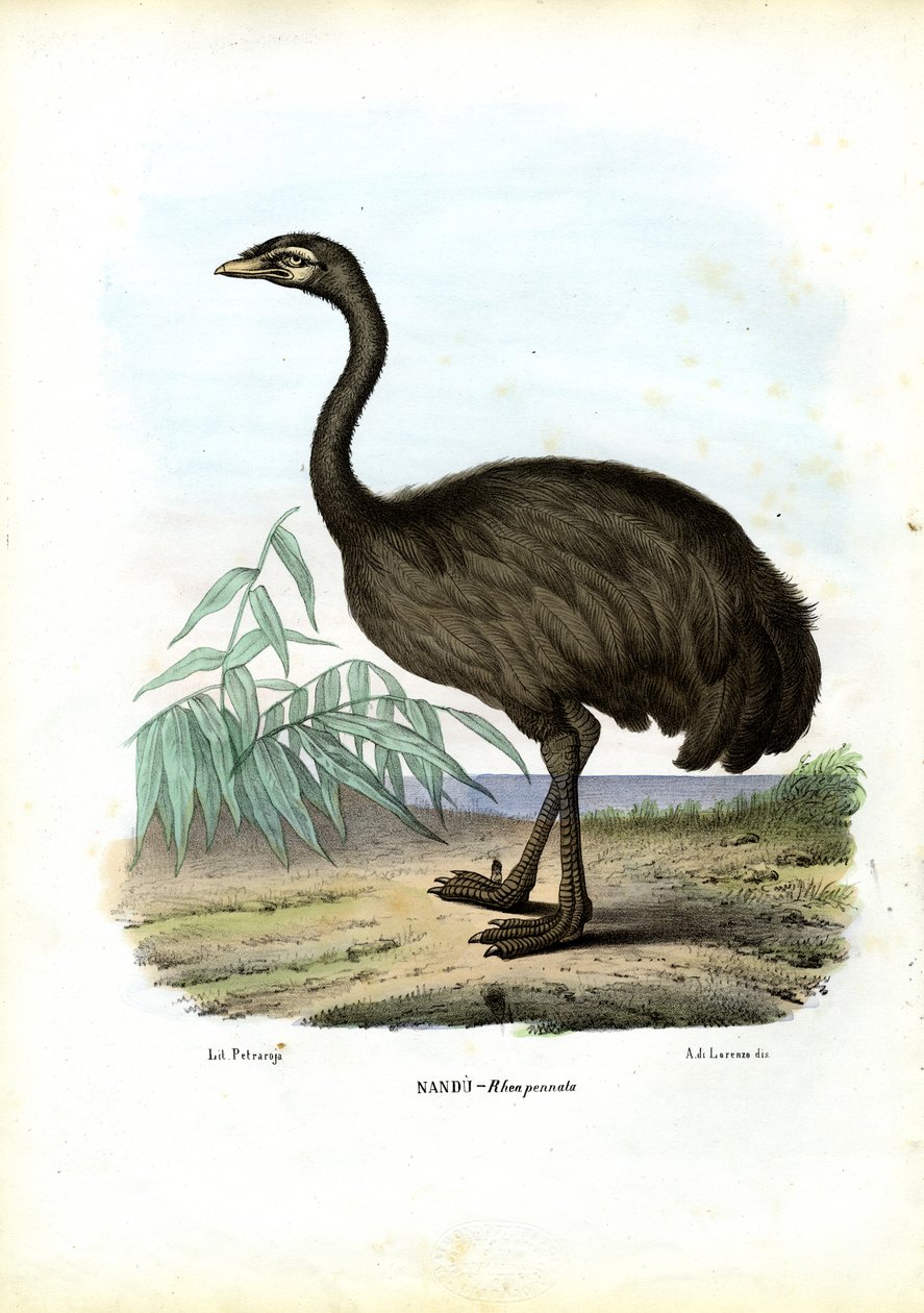 Nandu, 1863-79 alkotó: Raimundo Petraroja