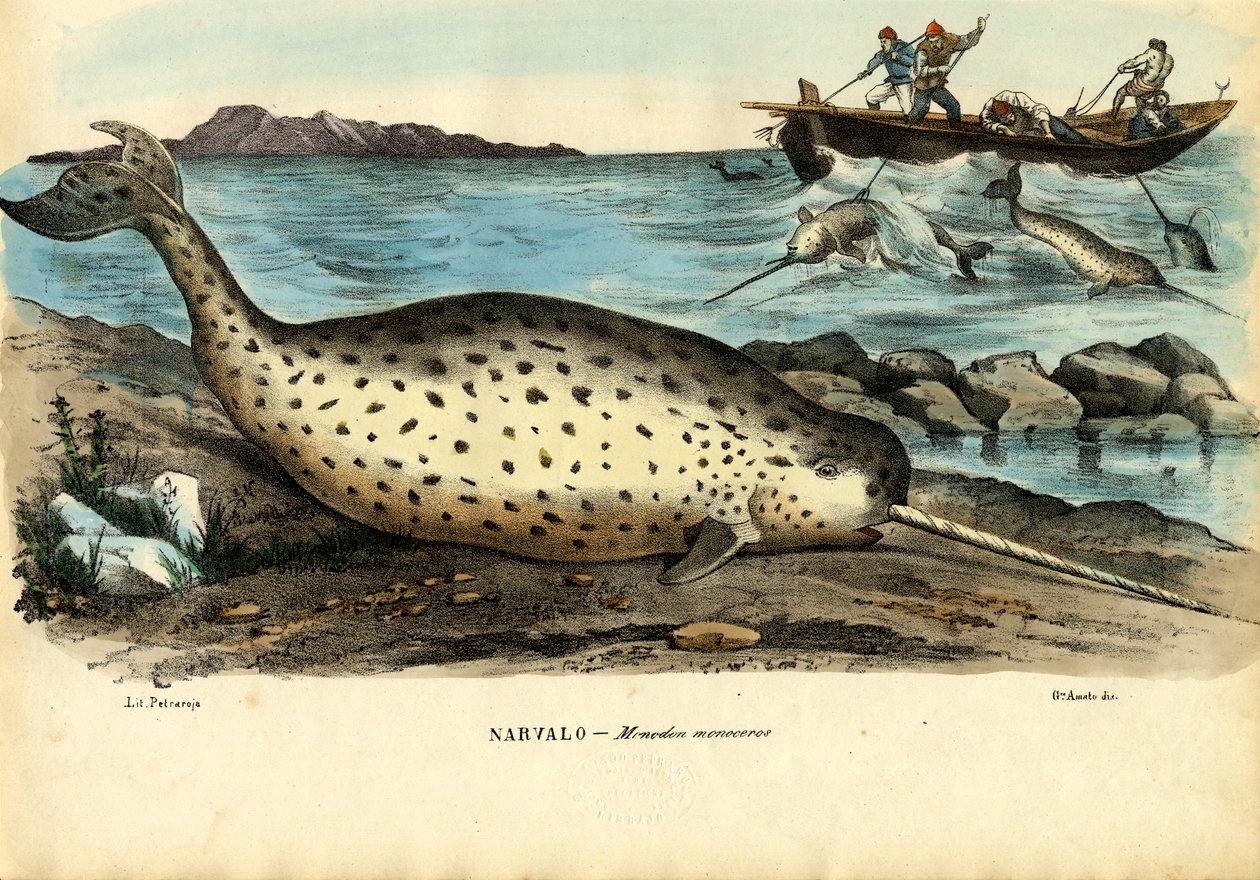 Narwhal, 1863-79 alkotó: Raimundo Petraroja