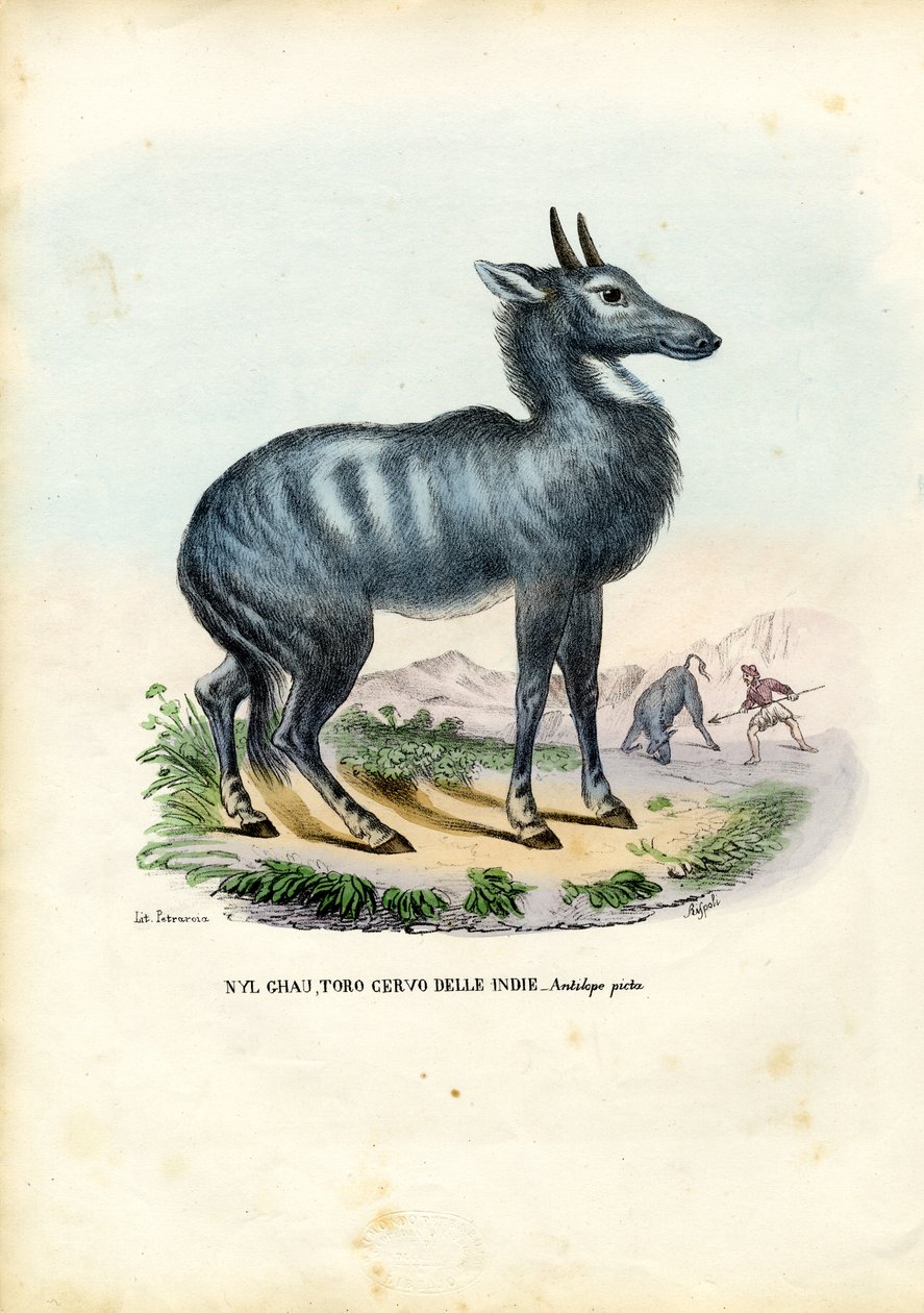 Nilgai, 1863-79 alkotó: Raimundo Petraroja