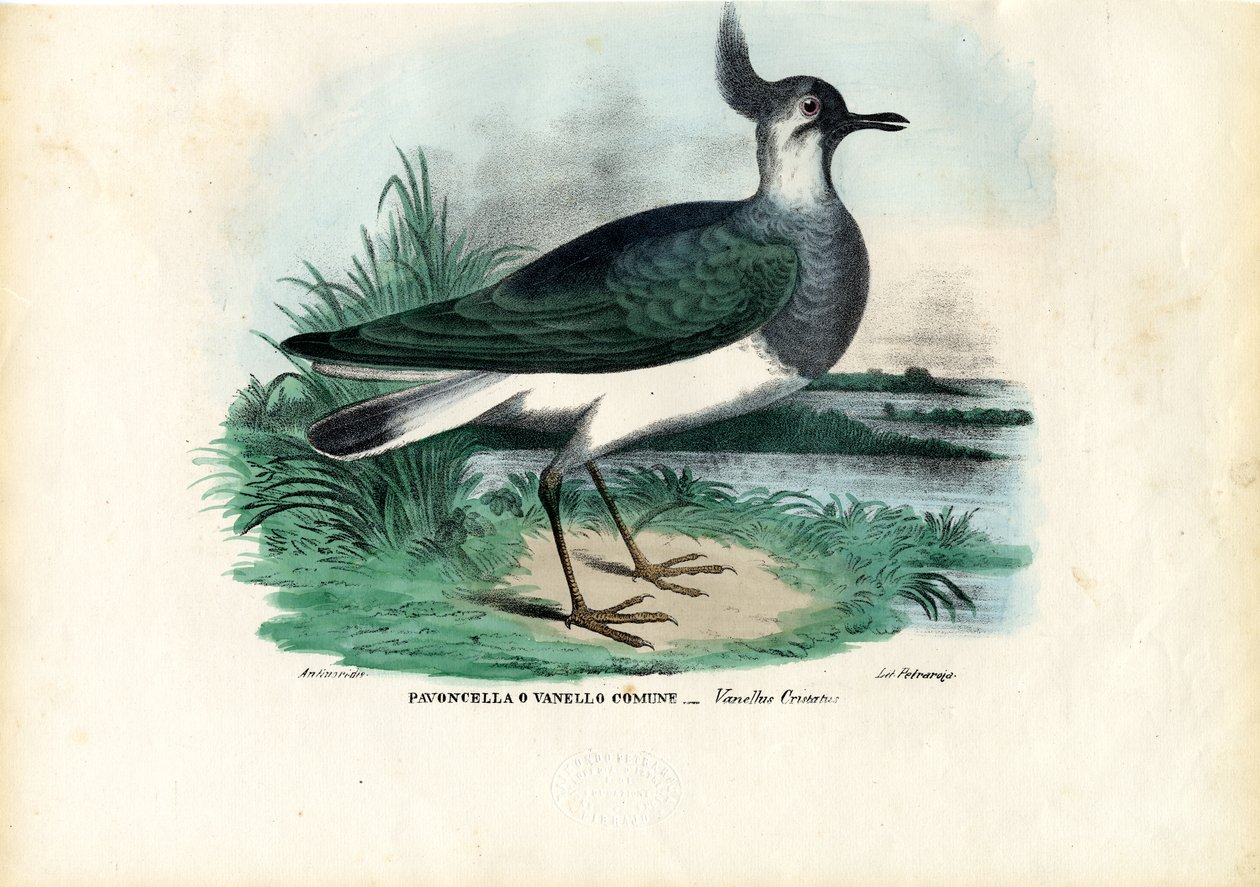Northern Lapwing, 1863-79 alkotó: Raimundo Petraroja