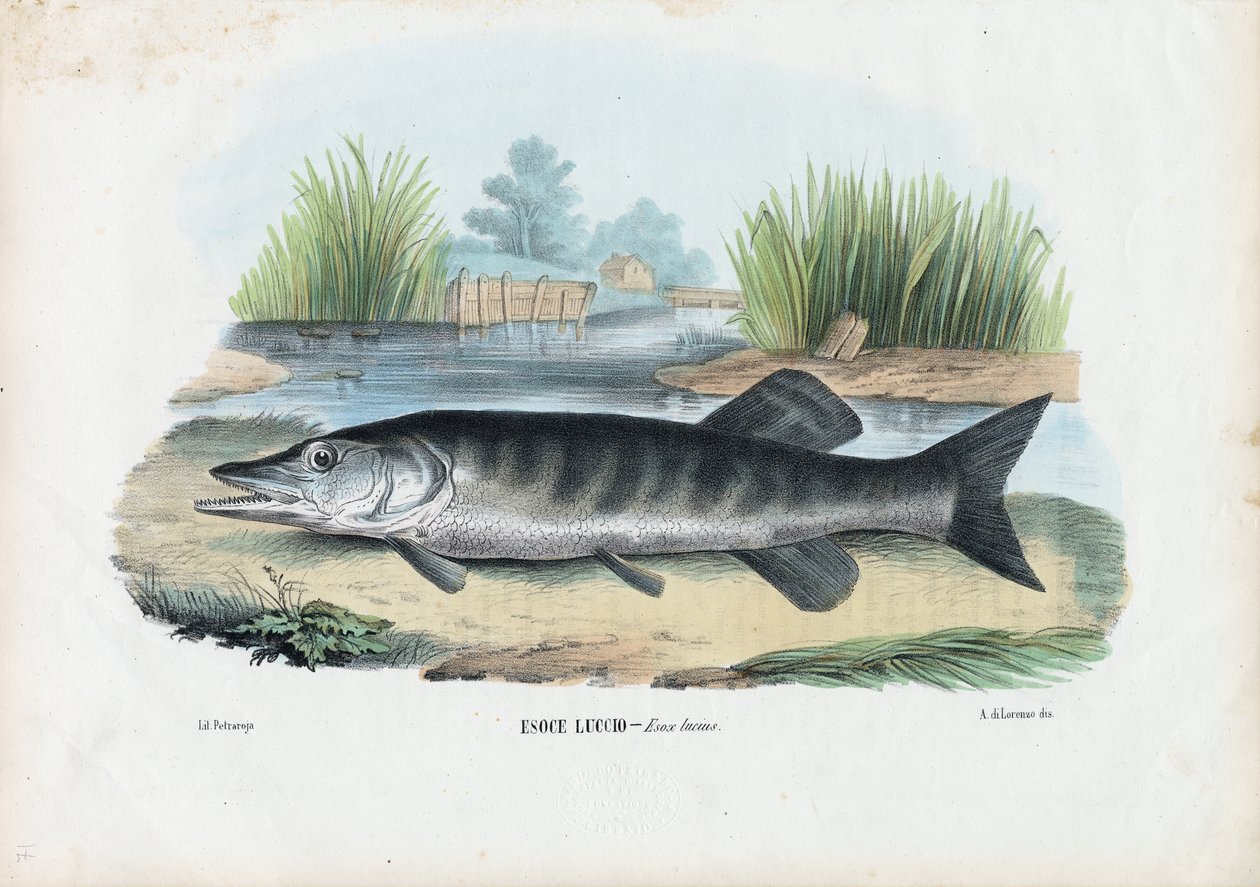 Északi csuka, 1863-79 alkotó: Raimundo Petraroja
