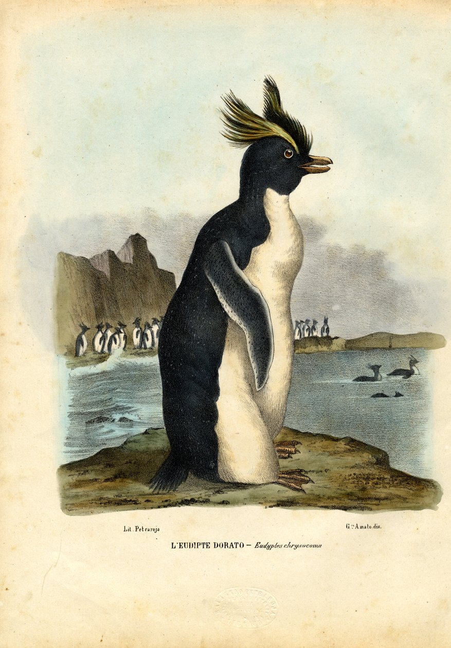 Northern Rockhopper Penguin, 1863-79 alkotó: Raimundo Petraroja