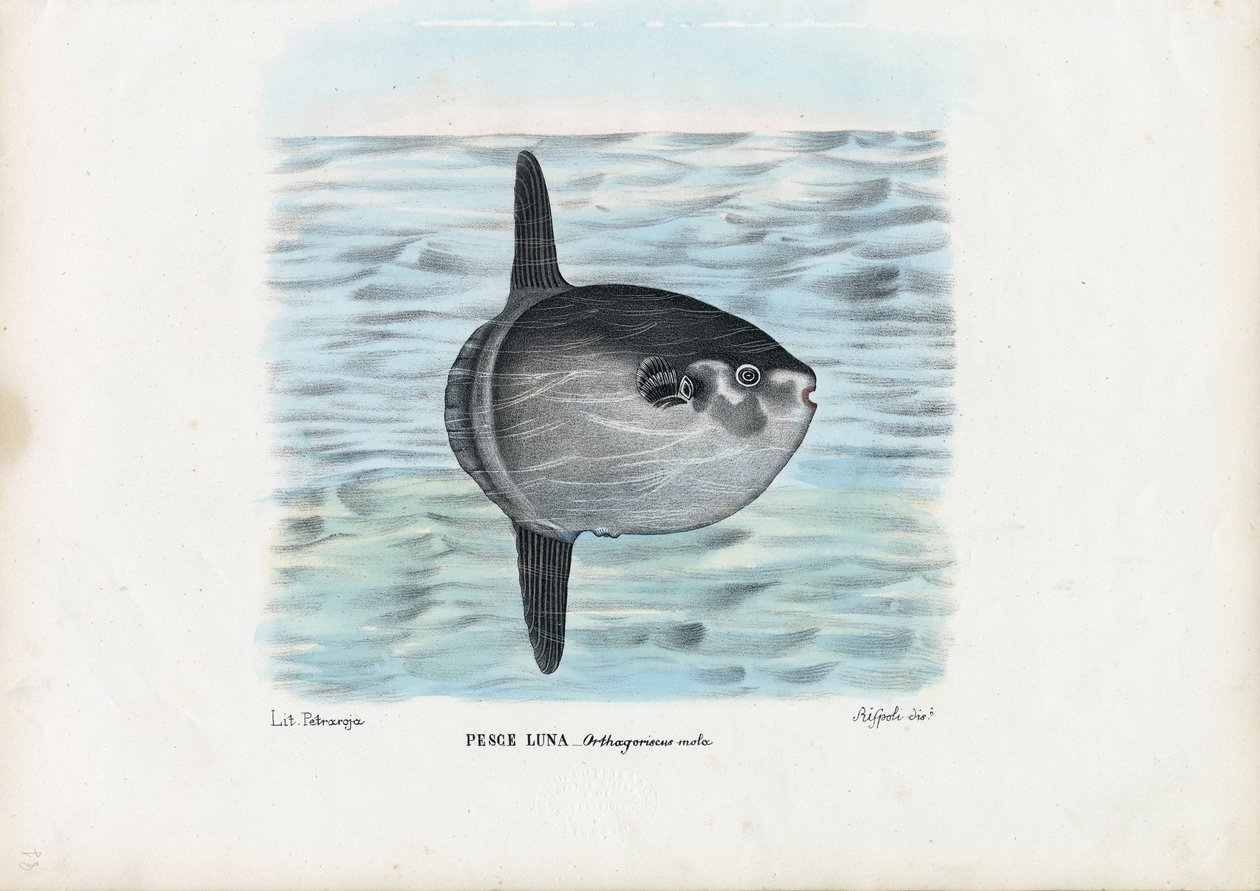Ocean Sunfish, 1863-79 alkotó: Raimundo Petraroja