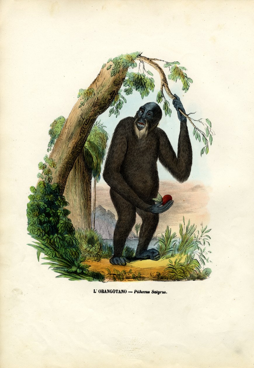 Orangoutan, 1863-79 alkotó: Raimundo Petraroja