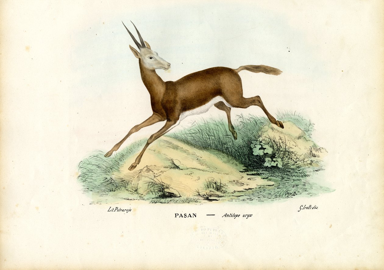 Oryx, 1863-79 alkotó: Raimundo Petraroja
