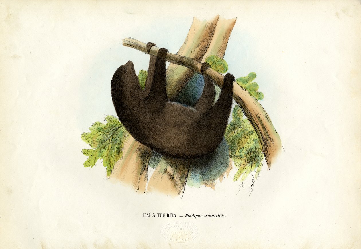 Sápadttorkú lajhár, 1863-79 alkotó: Raimundo Petraroja