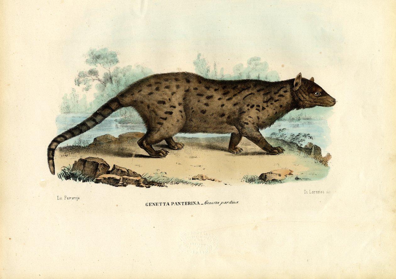 Pardine Genet, 1863-79 alkotó: Raimundo Petraroja