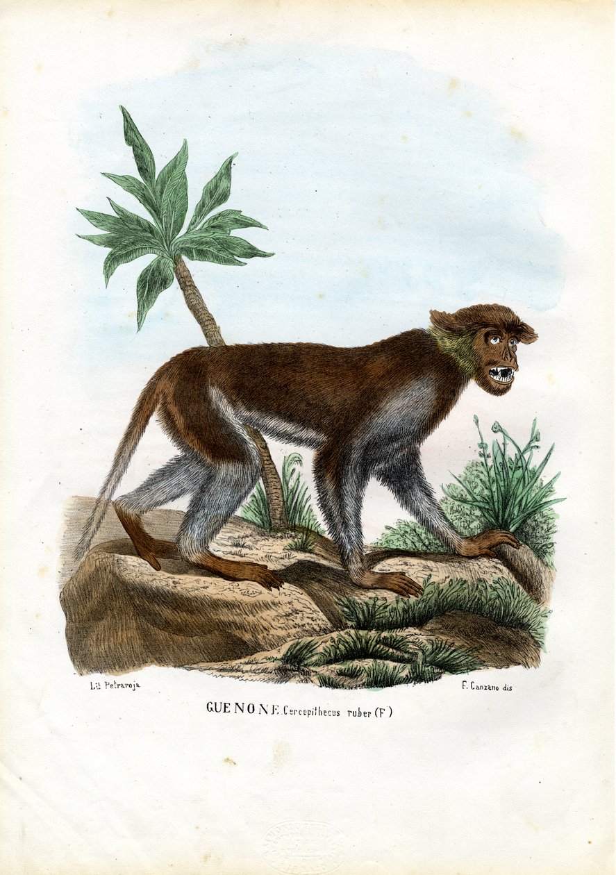 Patas majom, 1863-79 alkotó: Raimundo Petraroja