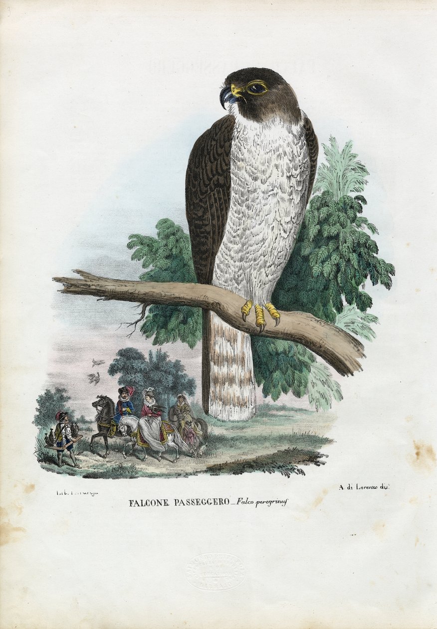 Vándorsólyom, 1863-79 alkotó: Raimundo Petraroja