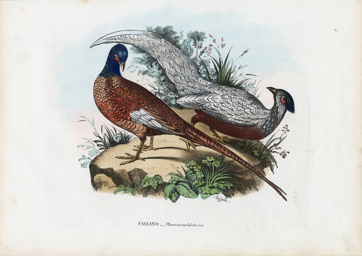 Fácán, 1863-79 alkotó: Raimundo Petraroja
