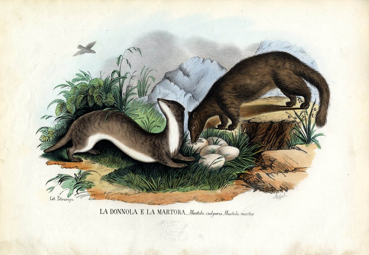 Fenyőmárna, 1863-79 alkotó: Raimundo Petraroja