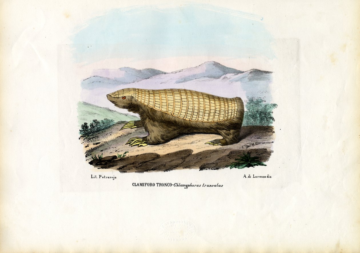 Pink Fairy Armadillo, 1863-79 alkotó: Raimundo Petraroja