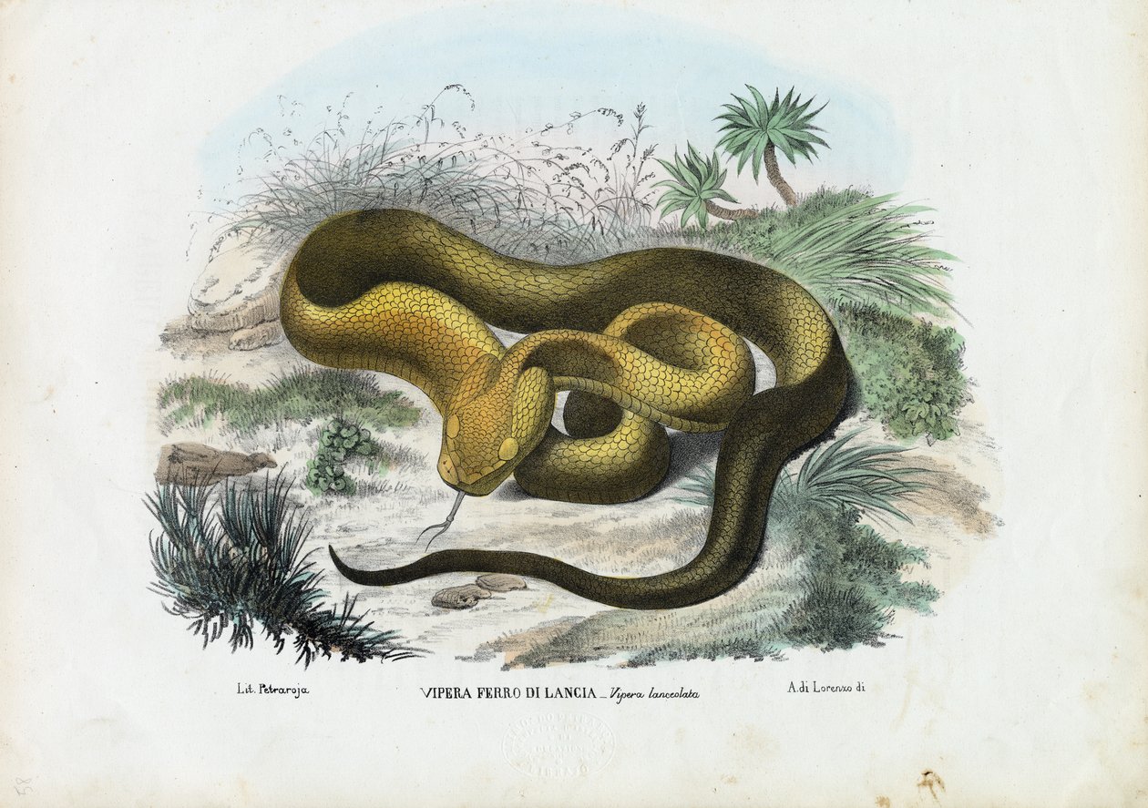 Gödörvipera, 1863-79 alkotó: Raimundo Petraroja