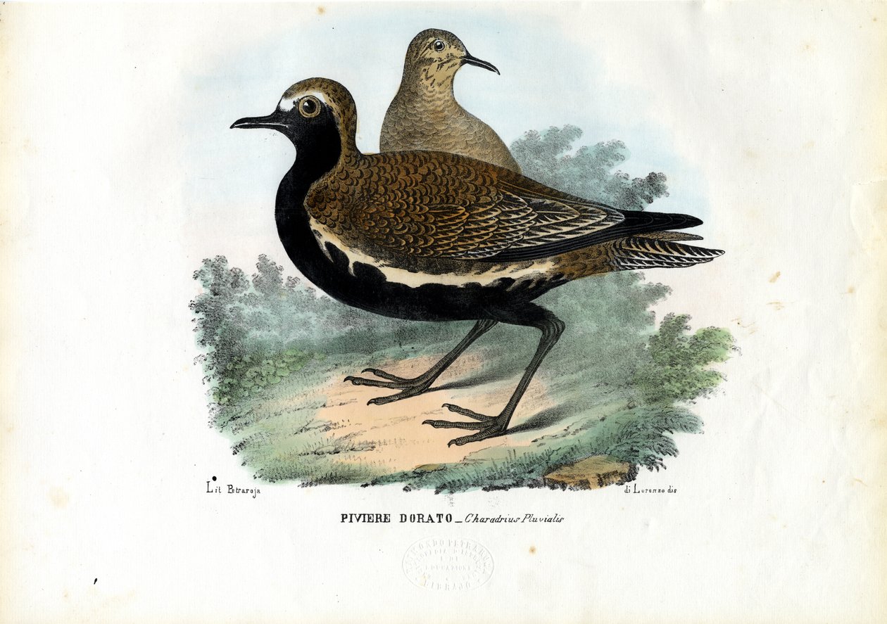 Plover, 1863-79 alkotó: Raimundo Petraroja