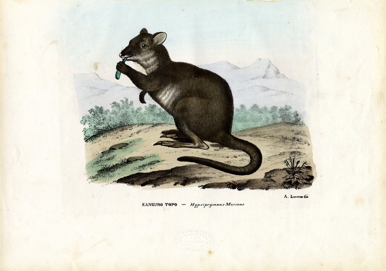 Potoru, 1863-79 alkotó: Raimundo Petraroja