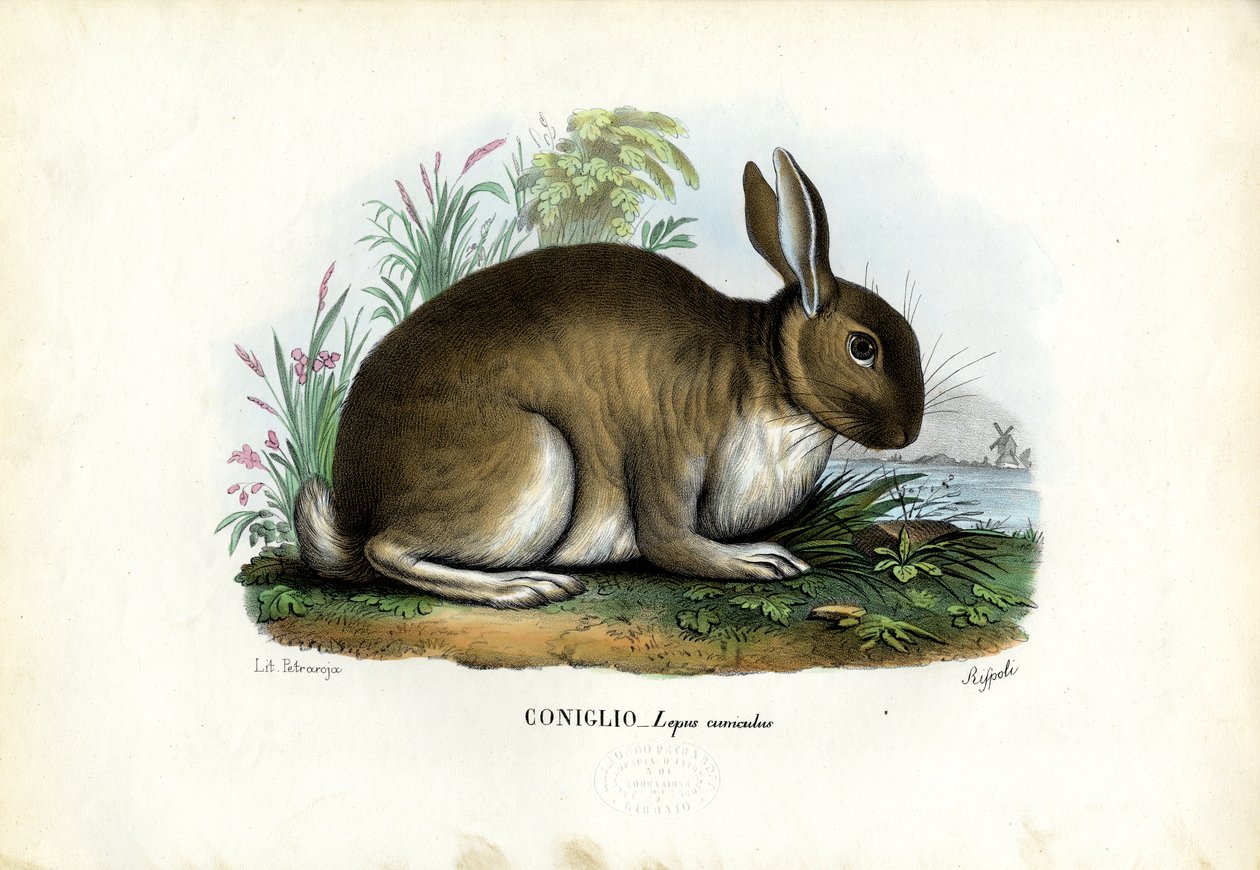 Nyúl, 1863-79 alkotó: Raimundo Petraroja