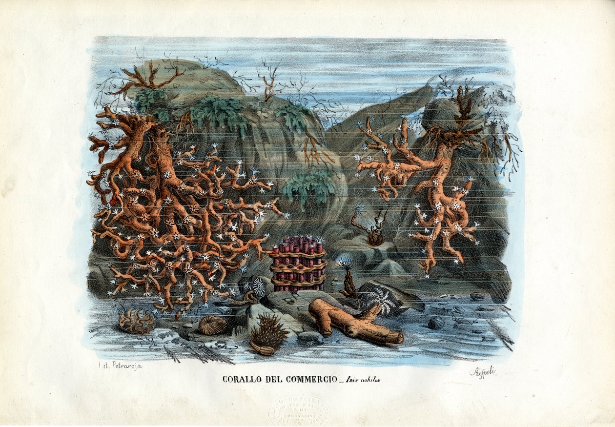 Vörös Ízisz korallok, 1863-79 alkotó: Raimundo Petraroja