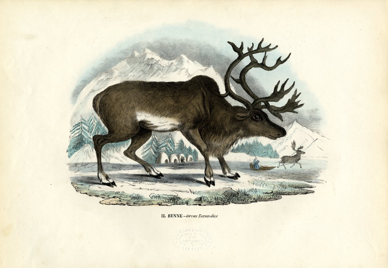 Rénszarvas, 1863-79 alkotó: Raimundo Petraroja