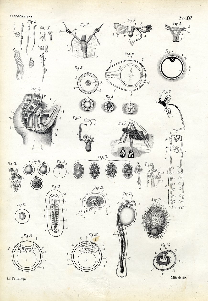 Reproduktív szerv, 1863-79 alkotó: Raimundo Petraroja