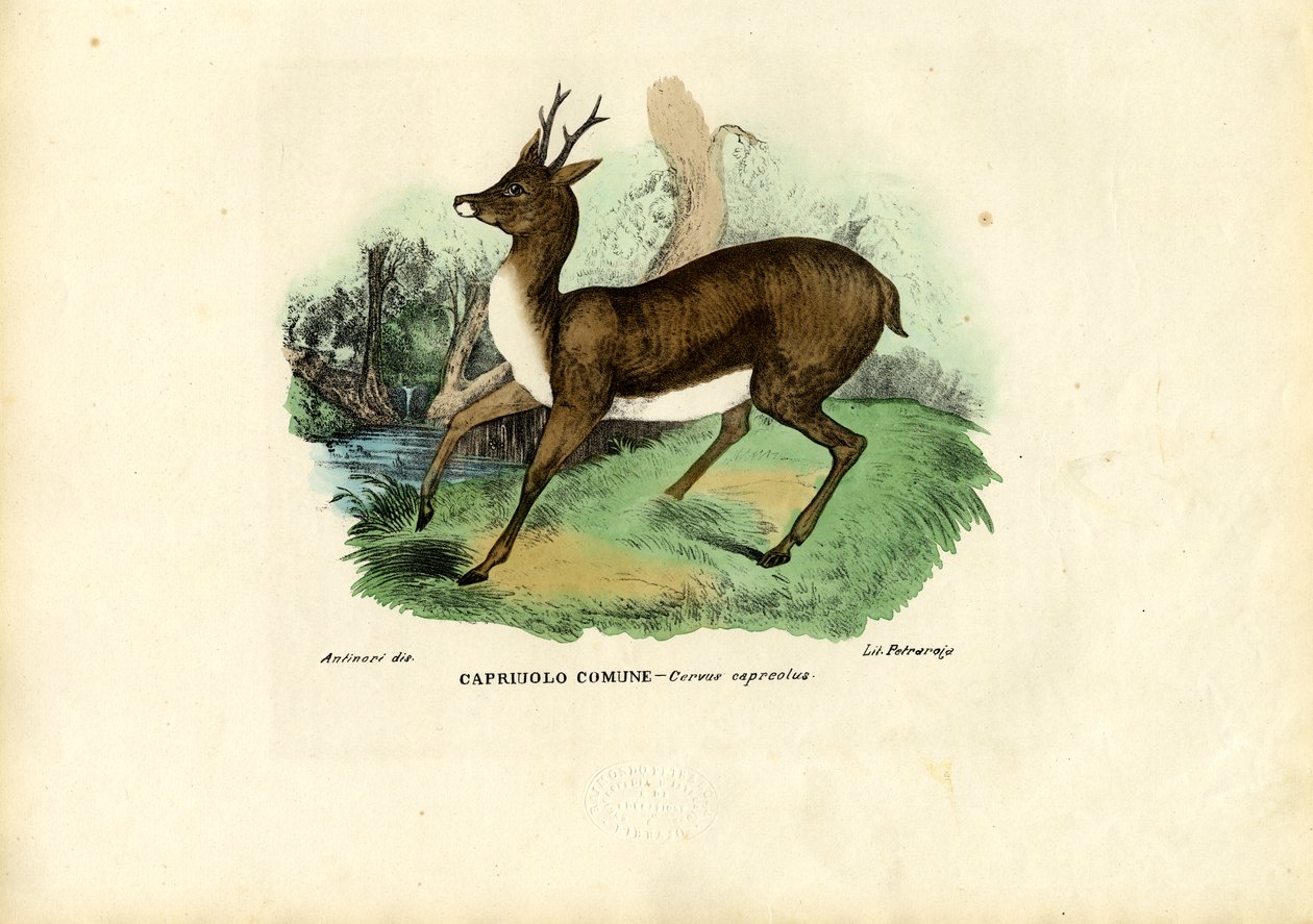 Őz, 1863-79 alkotó: Raimundo Petraroja