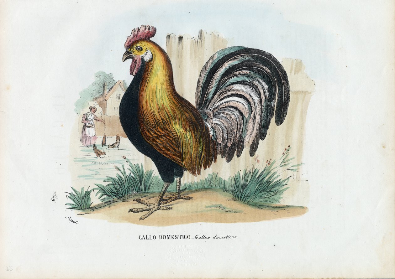 Kakas, 1863-79 alkotó: Raimundo Petraroja