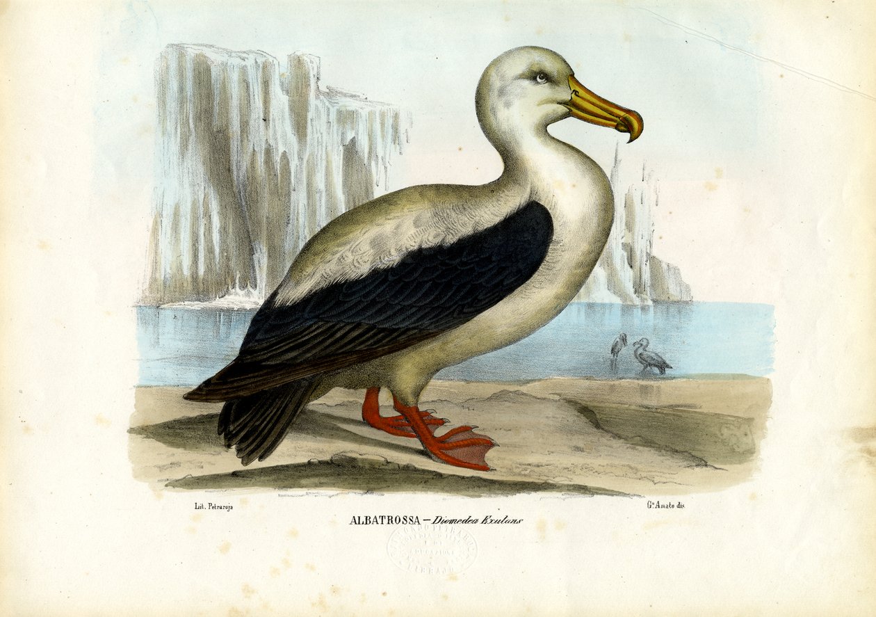 Királyi Albatrosz, 1863-79 alkotó: Raimundo Petraroja