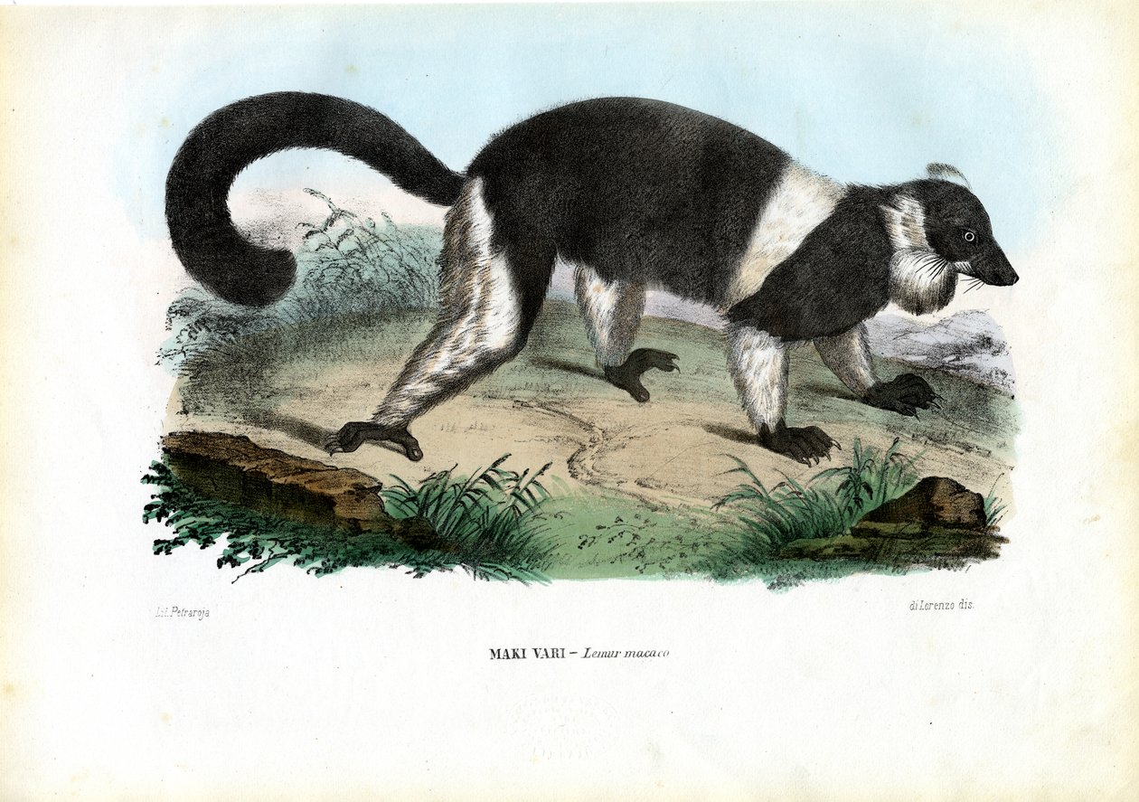 Ruffed Lemur, 1863-79 alkotó: Raimundo Petraroja