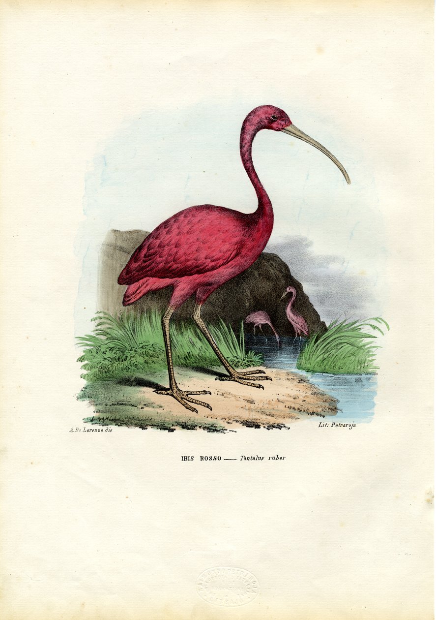 Scarlet Ibis, 1863-79 alkotó: Raimundo Petraroja