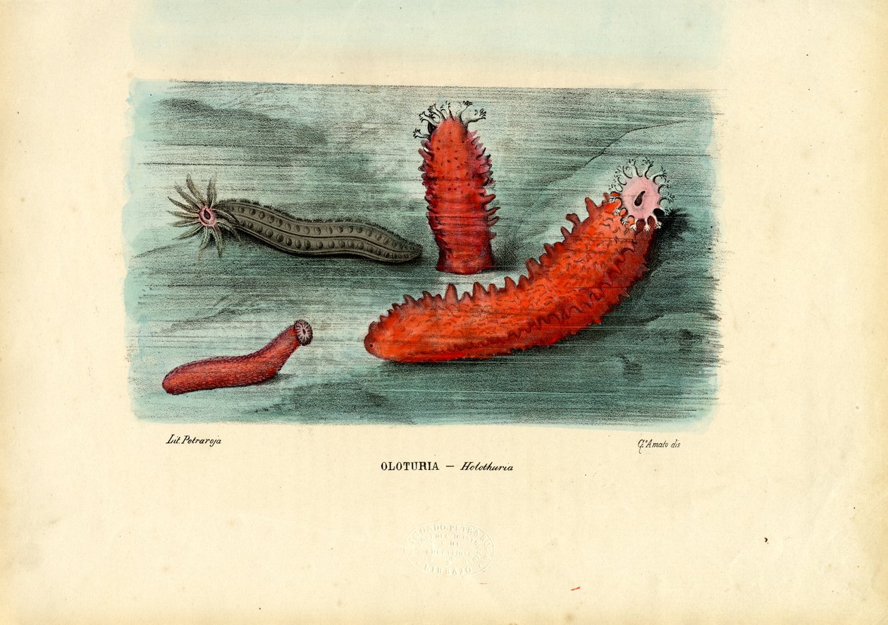 Tengeri uborka, 1863-79 alkotó: Raimundo Petraroja