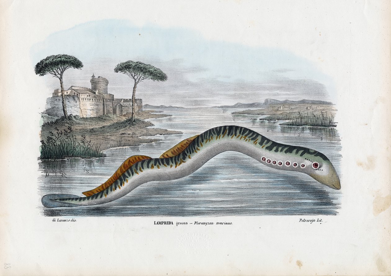 Tengeri lámpás, 1863-79 alkotó: Raimundo Petraroja