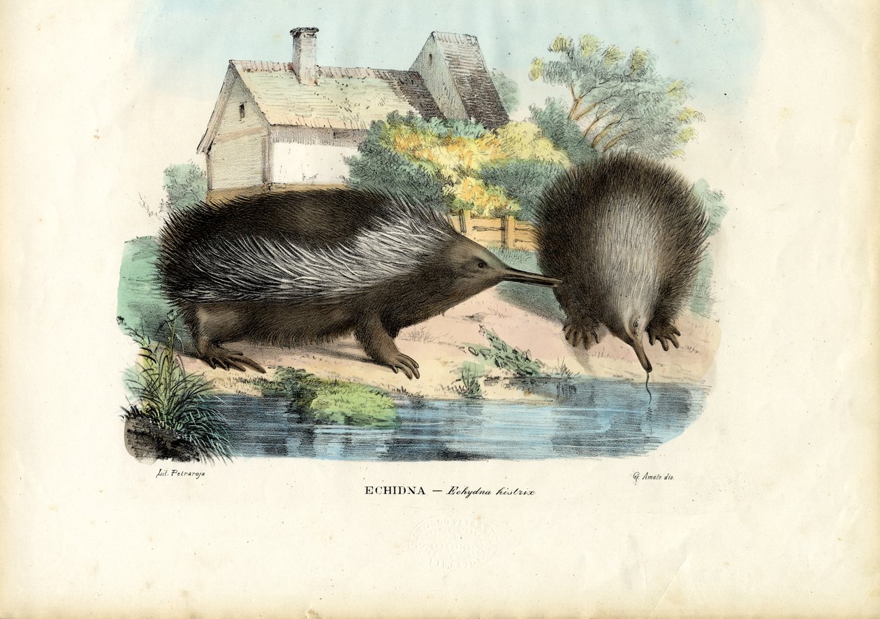 Rövidcsőrű echidna, 1863-79 alkotó: Raimundo Petraroja