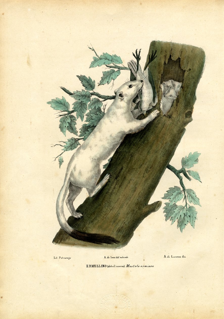 Rövidfarkú menyét, 1863-79 alkotó: Raimundo Petraroja