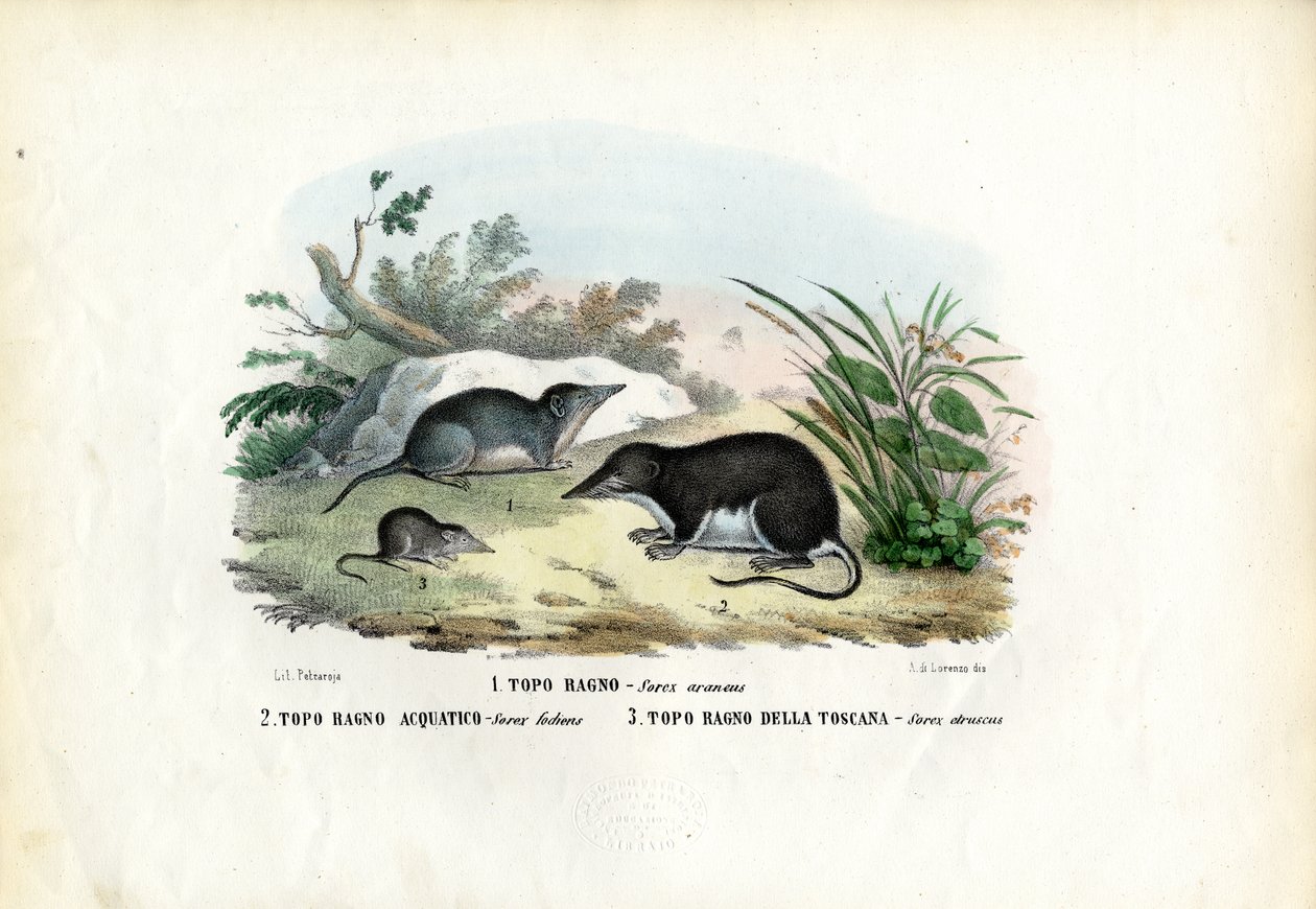 Csikó, 1863-79 alkotó: Raimundo Petraroja