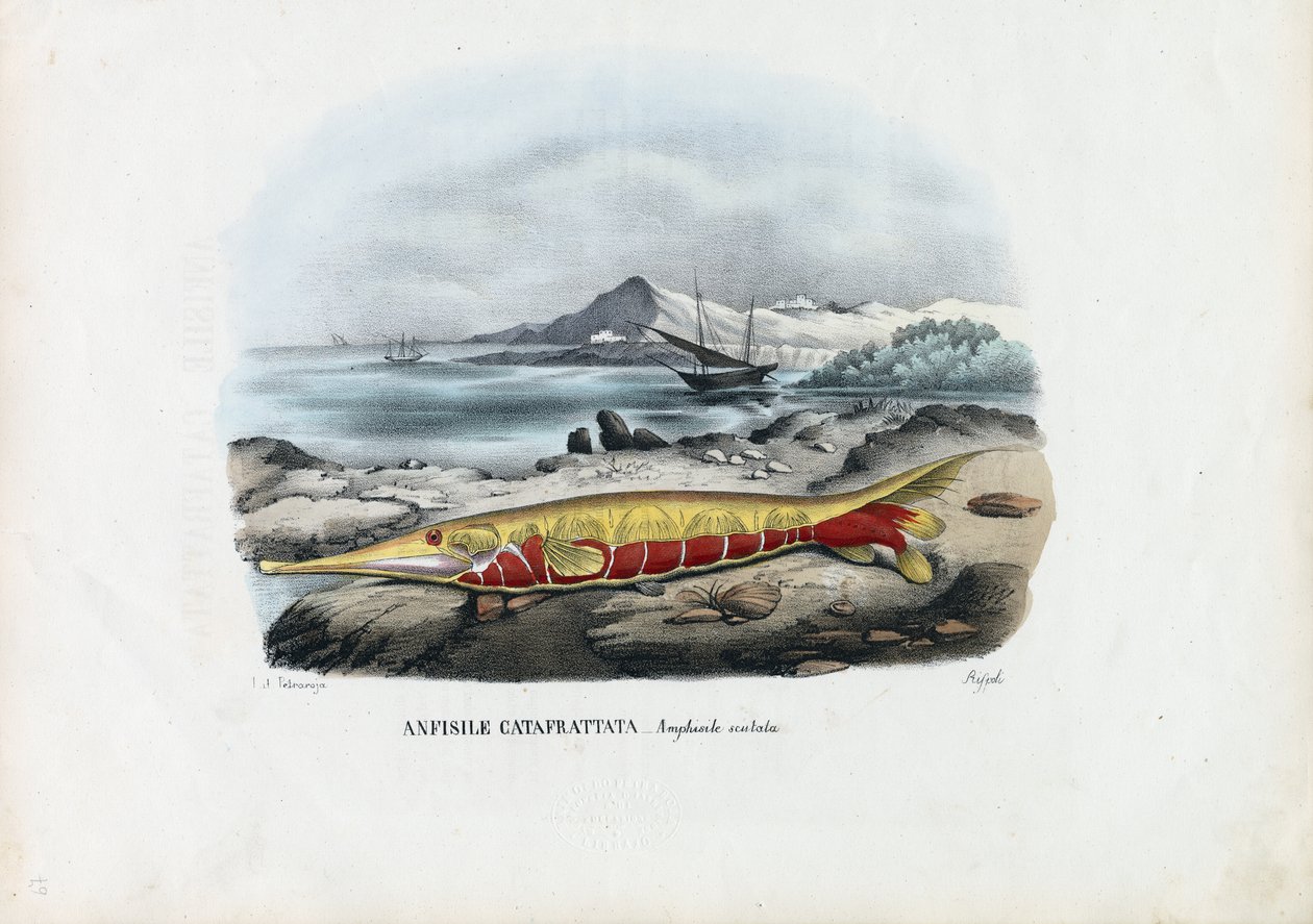 Garnélahal, 1863-79 alkotó: Raimundo Petraroja