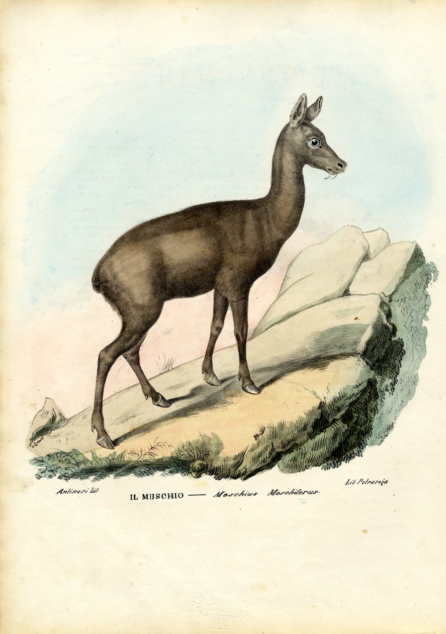 Szibériai pézsmaszarvas, 1863-79 alkotó: Raimundo Petraroja