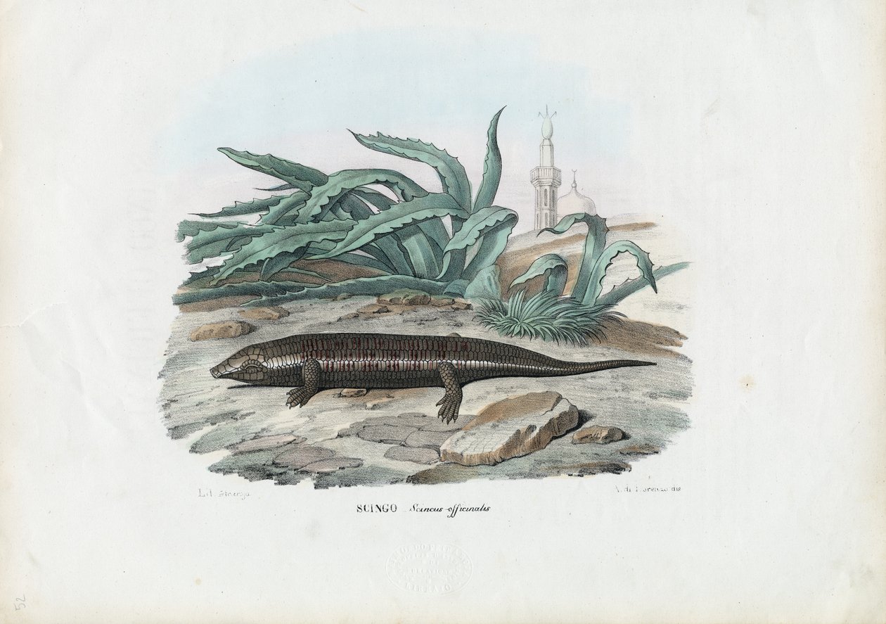 Skink, 1863-79 alkotó: Raimundo Petraroja