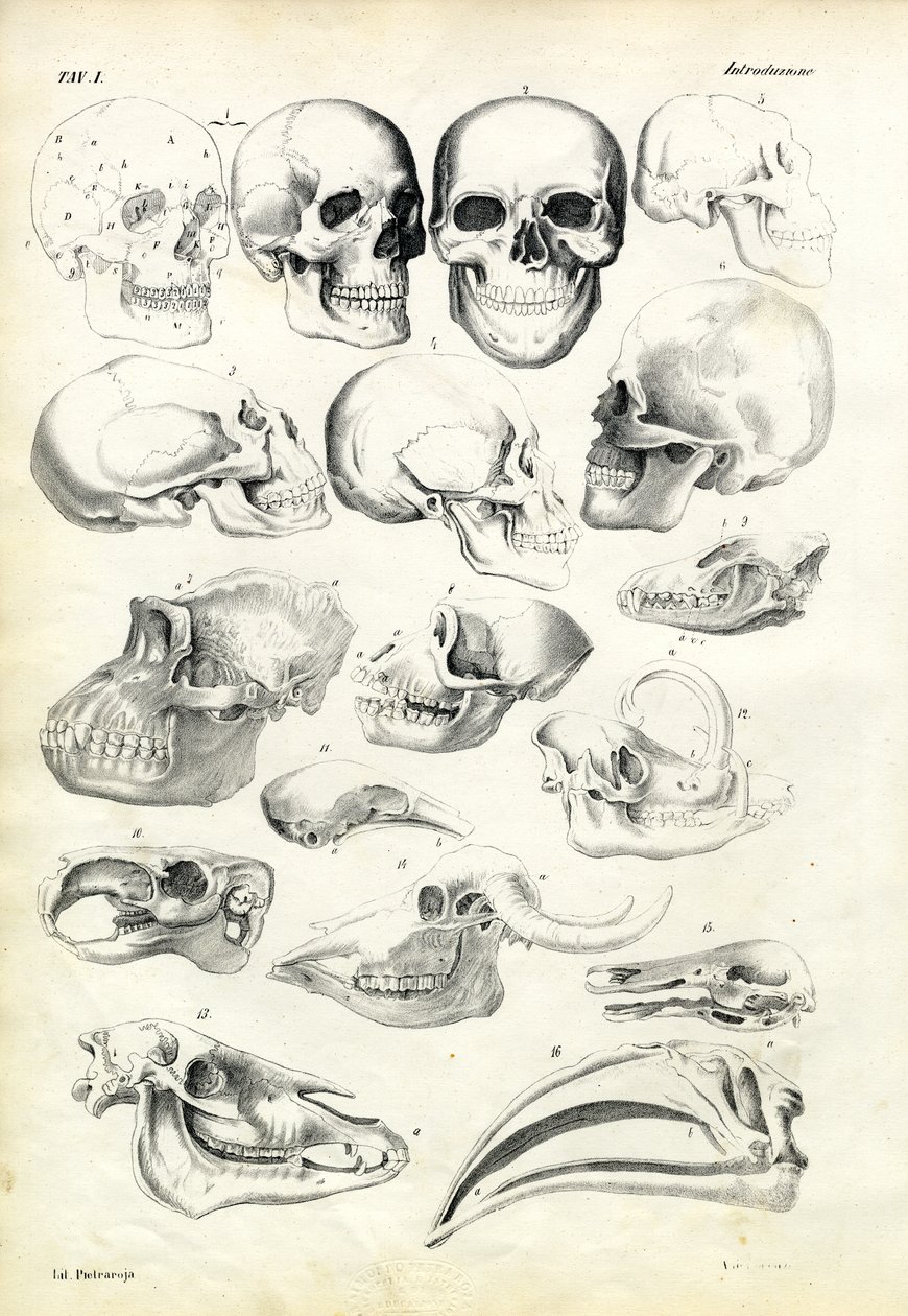Koponyák, 1863-79 alkotó: Raimundo Petraroja
